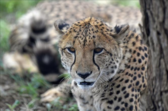 (Tư liệu) Báo Cheetah tại công viên hoang dã ở Johannesburg, Nam Phi. Ảnh: THX/TTXVN