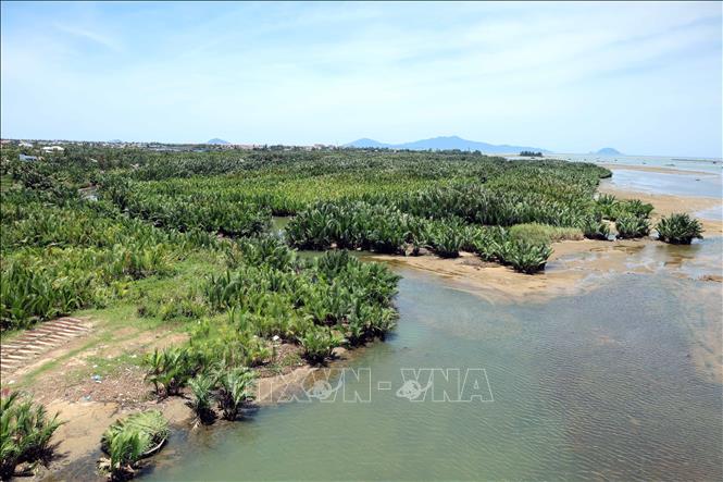 Rừng dừa nước Bảy Mẫu là vùng đệm quan trọng của Khu Dự trữ sinh quyển thế giới Cù Lao Chàm. Ảnh: Đỗ Trưởng – TTXVN