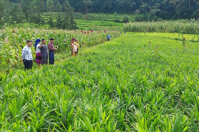 Diện tích trồng gừng ở Lũng Cú (Tuyên Quang). Ảnh: Đức Thọ - TTXVN.