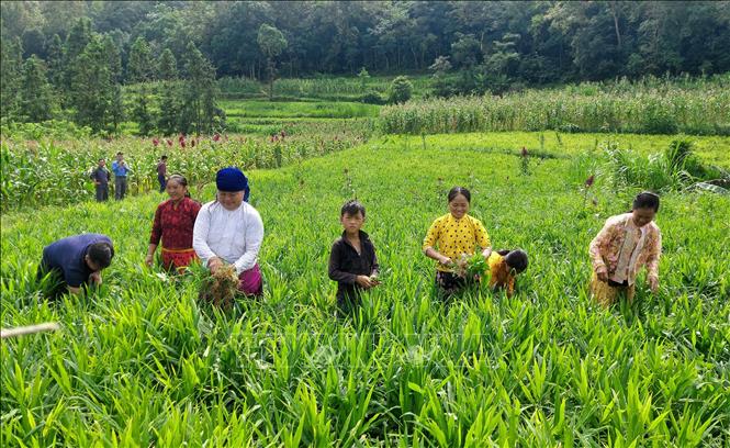 Đồng bào dân tộc Mông ở Lũng Cú (Tuyên Quang) chăm sóc vùng trồng gừng. Ảnh: Đức Thọ - TTXVN