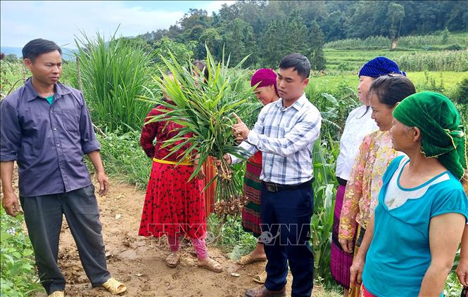 Cán bộ xã Lũng Cú (Tuyên Quang) hướng dẫn người dân kiểm tra chất lượng cũng như độ phát triển của cây gừng. Ảnh: Đức Thọ - TTXVN