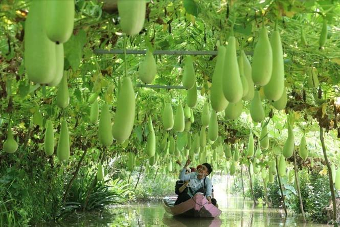 Tỉnh Đồng Tháp phát triển mạnh mô hình du lịch nông nghiệp, góp phần làm phong phú sản phẩm, tăng thêm sự lựa chọn cho du khách khi tìm hiểu, trải nghiệm, khám phá ở các khu nông trại, trang trại, vườn cây ăn trái. Ảnh: Nguyễn Văn Trí - TTXVN