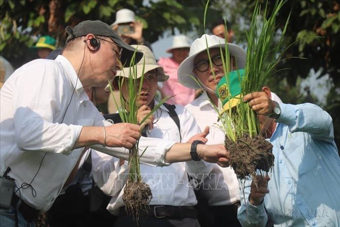 Đoàn công tác Ngân hàng Thế giới (WB) đến thăm vùng sản xuất lúa chất lượng cao, phát thải thấp tại Hợp tác xã New Green Farm, quận Thốt Nốt, thành phố Cần Thơ. Ảnh: Thu Hiền - TTXVN