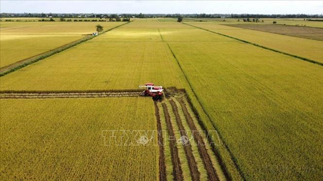Nông nghiệp Việt Nam phát triển theo hướng hiện đại, bền vững, áp dụng khoa học công nghiệp, đổi mới sáng tạo để tăng năng suất, chất lượng. Trong ảnh: Thu hoạch lúa thí điểm của Đề án sản xuất lúa chất lượng cao, phát thải thấp ở Đồng Tháp. Ảnh: Nhựt An - TTXVN