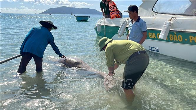 Ngày 12/5/2025, lực lượng chức năng phát hiện cá thể Dugong chết trôi dạt tại vịnh Côn Sơn, xác còn nguyên vẹn, chưa phân hủy, không có dấu hiệu tổn thương. Ảnh: TTXVN phát
