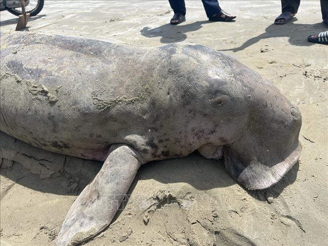 Cá thể Dugong chết ngày 18/8/2025 được xác định giới tính đực; chiều dài tổng thể 300cm; chu vi bụng 147cm; trọng lượng khoảng 135kg; mõm rộng 20cm; vây ngực trái rộng 21cm, dài 38cm; vây ngực phải rộng 20cm, dài 37cm. Ảnh: TTXVN phát