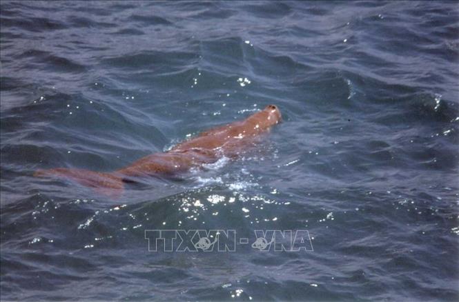 Dugong xuất hiện tại khu vực vịnh Côn Sơn, đặc khu Côn Đảo, Thành phố Hồ Chí Minh. Ảnh: TTXVN phát