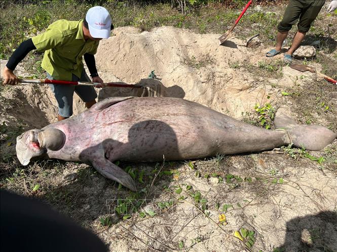 Ban quản lý Vườn quốc gia Côn Đảo tiến hành chôn lấp cá thể Dugong chết ngày 12/5/2025. Ảnh: TTXVN phát
