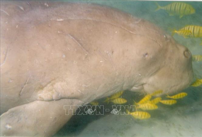 Một trong những cá thể Dugong đầu tiên được Ban quản lý Vườn quốc gia Côn Đảo phát hiện vào năm 1998. Ảnh: TTXVN phát