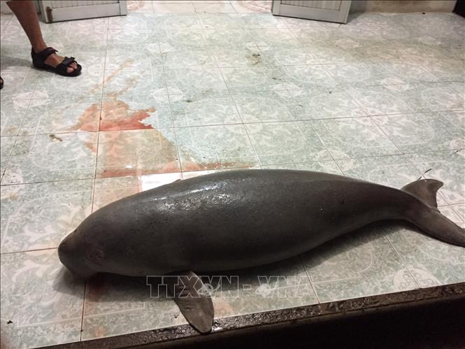 Cá thể Dugong chết ngày 1/4/2017. Ảnh: TTXVN phát