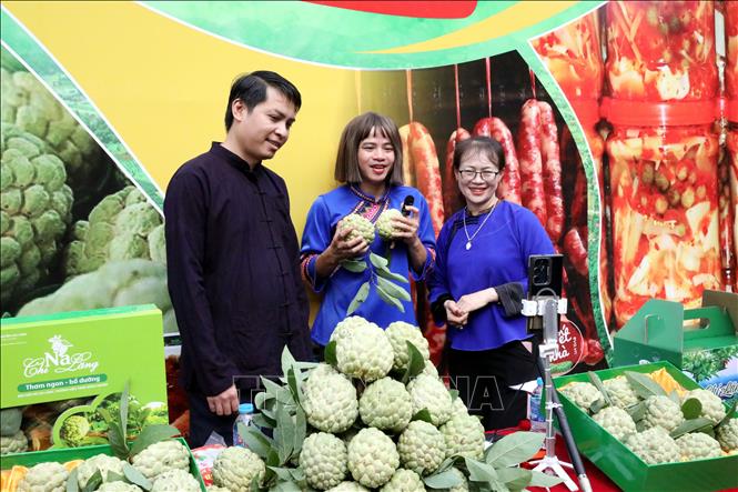 Chủ tịch UBND xã Chi Lăng Vi Thiện Việt và Tiktoker “Cô Hến” cùng bà Lành Thanh Huyền - chủ vườn na ở xã Chi Lăng livestream trực tiếp kết hợp trực tuyến giới thiệu, quảng bá, bán na trồng trên núi đá và các sản phẩm nông nghiệp, sản phẩm OCOP của địa phương tới người tiêu dùng. Ảnh: Văn Đạt - TTXVN