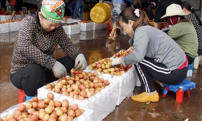 Bac Ninh's total lychee consumption reaches over 205,400 tonnes, the highest so far VNA Photo: Đồng Thúy