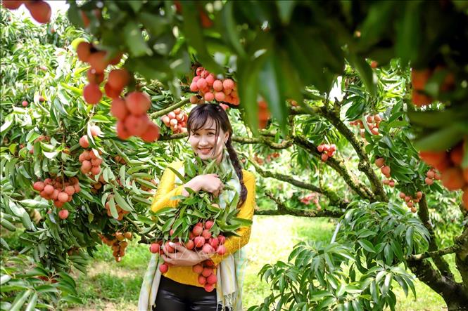 Bac Ninh is the country’s largest lychee-growing area with over 29,700 hectares, including 17,317 hectares certified under VietGAP standards. VNA/Photo by courtesy