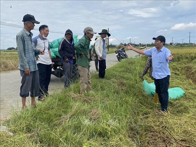 Phó Giám đốc Sở Nông nghiệp và Môi trường Lê Văn Anh chỉ đạo người dân đẩy nhanh tiến độ thu hoạch lúa trước khi cơn bão số 5 đổ bộ. Ảnh: TTXVN phát 