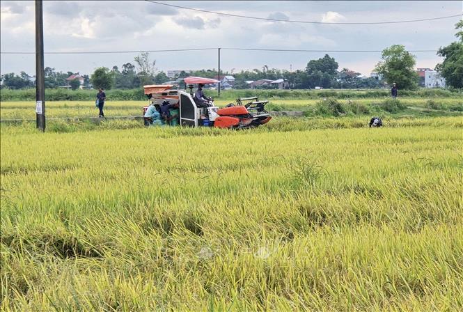 Nông dân xã Phú Hồ, thành phố Huế huy động phương tiện gặt lúa Hè Thu 2025 trước khi bão số 5 đổ bộ. Ảnh: Nguyên Lý-TTXVN