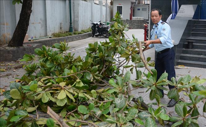 Người dân chủ động cắt, tỉa cành cây lớn để hạn chế tối đa thiệt hại do bão gây ra. Ảnh: Văn Dũng-TTXVN