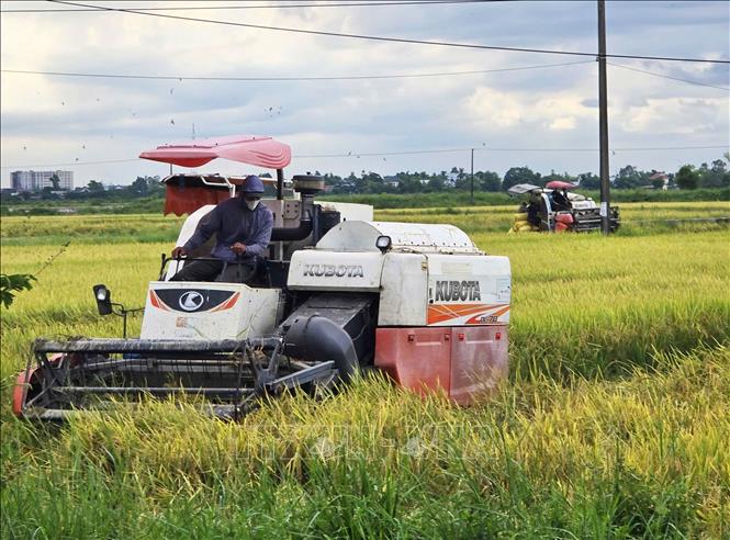 Local farmers in Phu Ho commune, Hue city, rush to harvest their summer-autumn rice crop before the storm arrives. VNA Photo