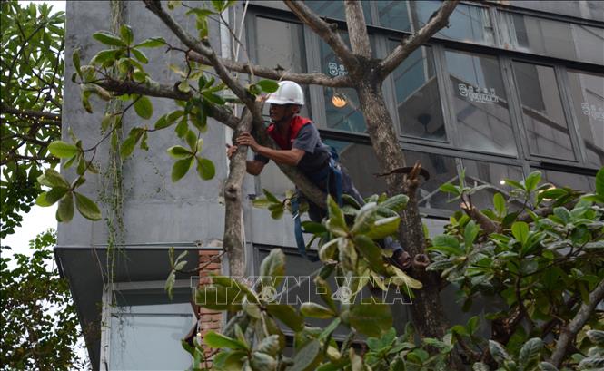Pruning trees in Hue city to reduce storm damages. VNA Photo