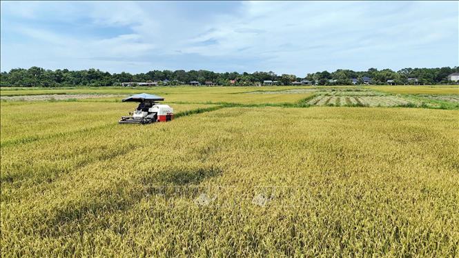 Local farmers in Dong Tien commune, Ha Tinh province rush to harvest their summer-autumn rice crop before the storm arrives. VNA Photo