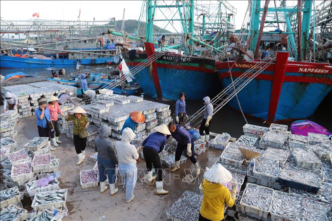 Ngư dân và tiểu thương hối hả, tất bật vận chuyển hải sản khỏi tàu thuyền, cảng cá trước khi neo đậu phương tiện chắc chắn, ổn định để tránh trú bão. Ảnh: Xuân Tiến - TTXVN