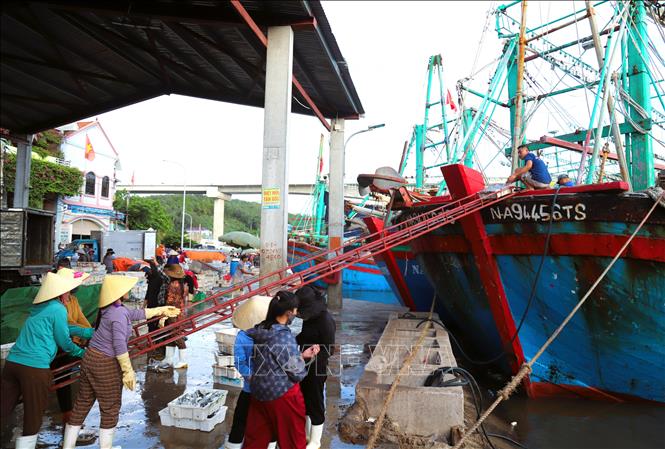 Ngư dân hối hả vận chuyển các loại hải sản khỏi tàu, thuyền trước lúc đưa phương tiện đi đến những khu neo đậu, tránh trú bão. Ảnh: Xuân Tiến - TTXVN 