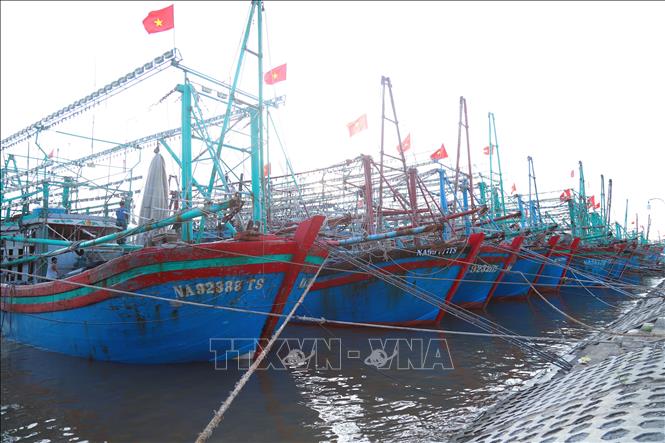 Tàu thuyền đánh bắt xa bờ của ngư dân Nghệ An neo đậu tại nơi tránh trú bão. Ảnh: Xuân Tiến - TTXVN 