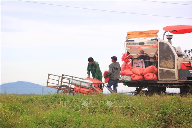 Người dân xã Bố Trạch đang khẩn trương thu hoạch lúa 