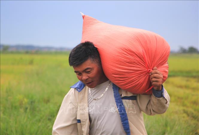 Người dân xã Bố Trạch đang khẩn trương thu hoạch lúa 