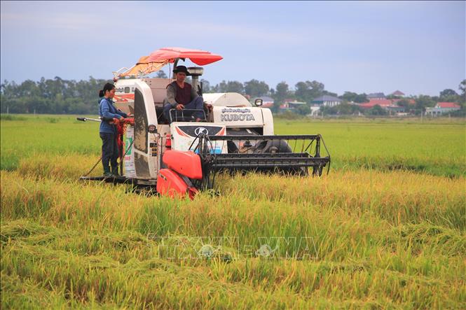 Máy gặt được huy động tối đa công suất ngày đêm để thu hoạch lúa trước khi bão đổ bộ. Ảnh: Thanh Thuỷ-TTXVN