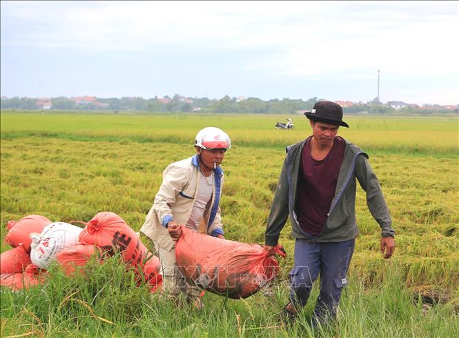Người dân xã Bố Trạch đang khẩn trương thu hoạch lúa 