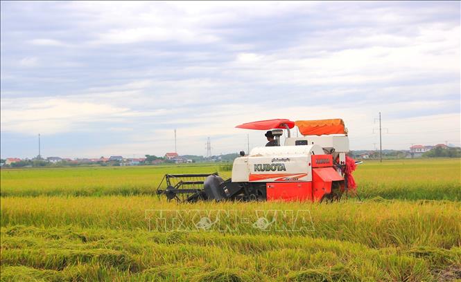Máy gặt được huy động tối đa công suất ngày đêm để thu hoạch lúa trước khi bão đổ bộ. Ảnh: Thanh Thuỷ-TTXVN