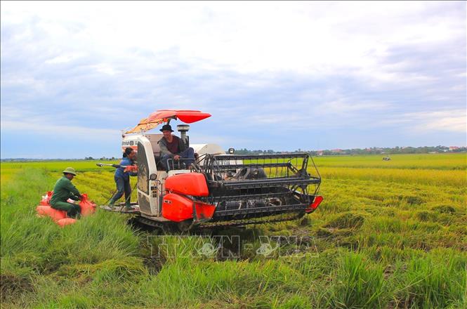 Người dân xã Bố Trạch đang khẩn trương thu hoạch lúa 
