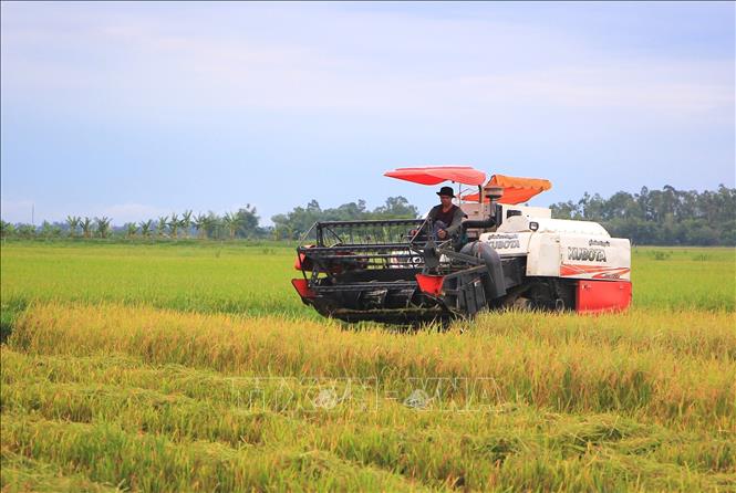 Máy gặt được huy động tối đa công suất ngày đêm để thu hoạch lúa trước khi bão đổ bộ. Ảnh: Thanh Thuỷ-TTXVN