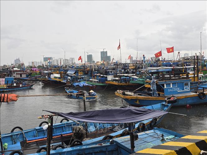 Các tàu, thuyền neo đậu tại âu thuyền Thọ Quang (phường Sơn Trà, thành phố Đà Nẵng) để tránh bão số 5. Ảnh: Khoa Chương - TTXVN