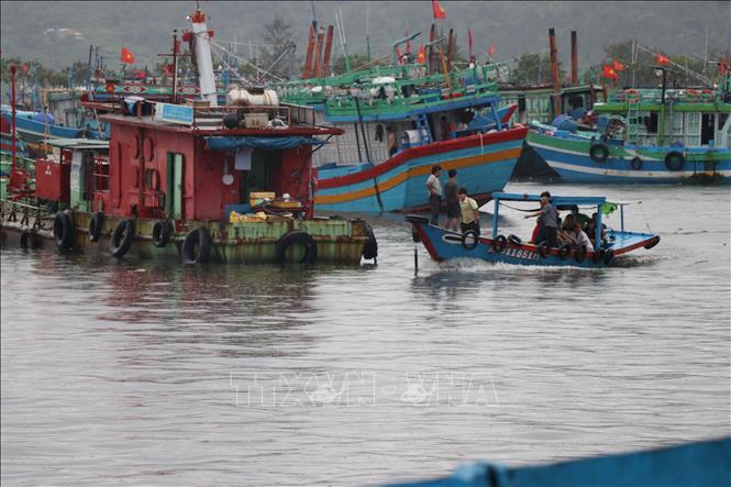 Các tàu, thuyền neo đậu tại âu thuyền Thọ Quang (phường Sơn Trà, thành phố Đà Nẵng) để tránh bão số 5. Ảnh: Khoa Chương - TTXVN