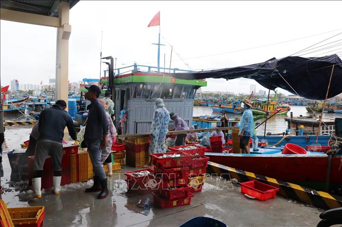 Ngư dân khẩn trương bốc dỡ hàng hóa, neo đậu tàu thuyền âu thuyền Thọ Quang (phường Sơn Trà, thành phố Đà Nẵng) để tránh bão số 5. Ảnh: Khoa Chương - TTXVN