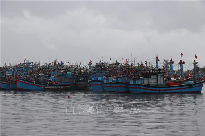 Các tàu, thuyền neo đậu tại âu thuyền Thọ Quang (phường Sơn Trà, thành phố Đà Nẵng) để tránh bão số 5. Ảnh: Khoa Chương - TTXVN