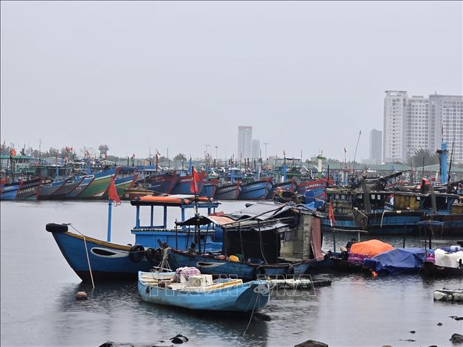 Các tàu, thuyền neo đậu tại âu thuyền Thọ Quang (phường Sơn Trà, thành phố Đà Nẵng) để tránh bão số 5. Ảnh: Khoa Chương - TTXVN