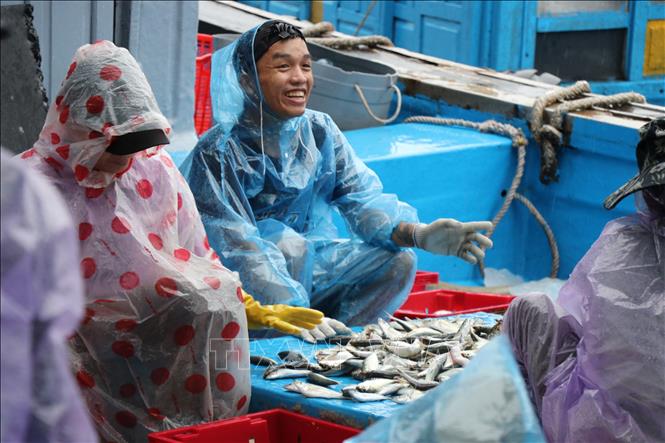 Ngư dân khẩn trương bốc dỡ hàng hóa, neo đậu tàu thuyền âu thuyền Thọ Quang (phường Sơn Trà, thành phố Đà Nẵng) để tránh bão số 5. Ảnh: Khoa Chương - TTXVN