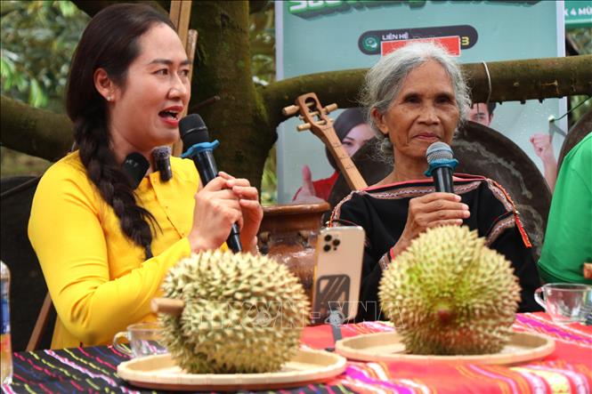 Bà Ngô Thị Minh Trinh, Bí thư Đảng ủy xã Ea Knuếc tổ chức phiên livestream “Bán sầu riêng cùng bà con buôn làng”. Ảnh: Tuấn Anh – TTXVN