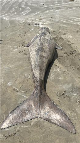 A dugong is found dead after being washed ashore on Con Dao island on August 18, 2025. VNA/Photo by courtesy