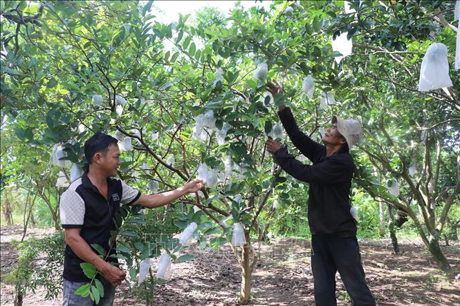 Nông dân tham gia hoạt động du lịch cộng đồng tại Hợp tác xã Nông nghiệp - Du lịch Phú Nông Buôn Đôn. Ảnh: Tường Quân - TTXVN