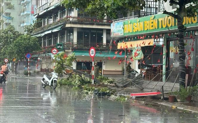Ảnh hưởng của bão số 5, gió mạnh cuốn bay một số biển bảng, cây xanh bị gãy đổ trên tuyến phố Hồ Xuân Hương, Sầm Sơn.  Ảnh: Việt Hoàng - TTXVN

