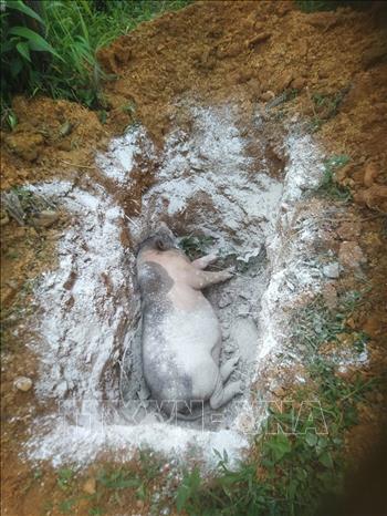 Đối với dịch tả lợn Châu phi, việc tiêu hủy xác lợn chết rất quan trọng, nếu không thực hiện tốt, đúng kỹ thuật, đây có thể là nguồn lây nhiễm nguy hiểm cho chăn nuôi. Ảnh: TTXVN phát 

