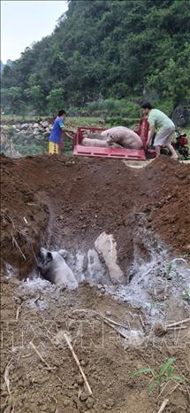 Người dân xã Quảng Uyên tổ chức tiêu hủy lợn chết di dịch tả lợn Châu phi. Ảnh: TTXVN phát 
