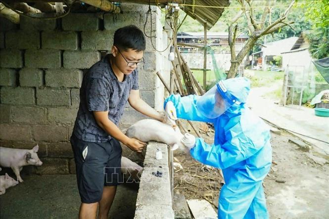 Do thiếu vật tư và nhân lực có chuyên môn sâu để tiêm phòng dịch, khiến cho việc khống chế dịch bệnh càng khó khăn hơn. Ảnh: TTXVN phát 
