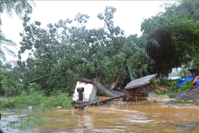 Gió lớn quật đổ cây xanh tại khu vực cửa biển Lạch Vạn (xã Diễn Châu, tỉnh Nghệ An). Ảnh: Xuân Tiến - TTXVN 