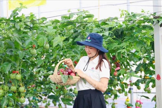 Giống chanh leo của Công ty Cổ phần Quốc tế Thông Đỏ tại Gia Lai cho chất lượng quả đảm bảo cung ứng thị trường trong và ngoài nước. Ảnh: Hồng Điệp - TTXVN