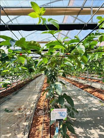 Giống chanh leo của Công ty Cổ phần Quốc tế Thông Đỏ cho chất lượng cây trồng ổn định tốt tại Gia Lai. Ảnh: Hồng Điệp - TTXVN