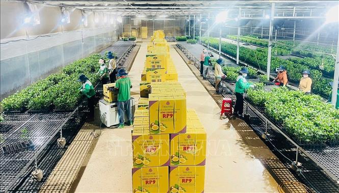 Công ty Cổ phần Quốc tế Thông Đỏ (Gia Lai) mỗi năm cung cấp 4 – 5 triệu cây giống đạt chuẩn. Ảnh: Hồng Điệp - TTXVN
